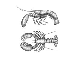 lobster art